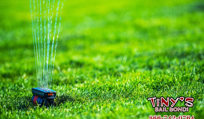 Watering your California Lawn